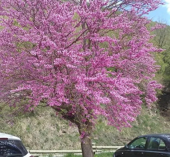 Apartman Vina Olivan Sarvisé